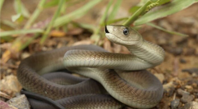 Scopri il serpente velenoso più grande di ogni continente del mondo
