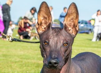 Xoloitzcuintli
