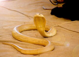 A Cape Cobra hunting for birds in a Sociable Weavers nest in the Kalahari, South Africa.