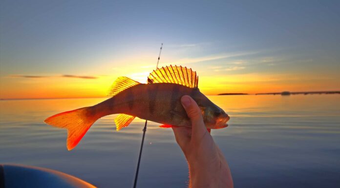 Pesce persico giallo
