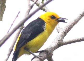 Tanager giallo (Tanager nero e giallo)
