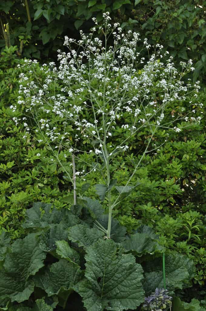 i migliori fiori perenni