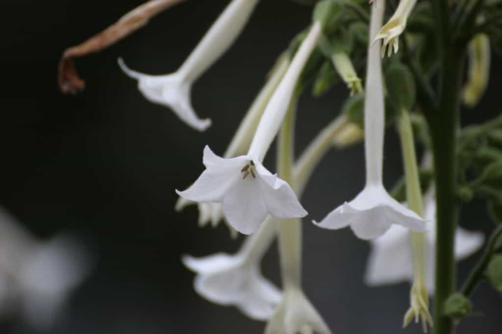 i migliori fiori perenni