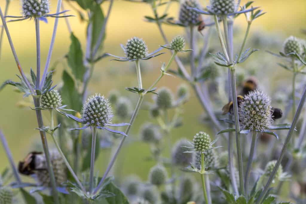 i migliori fiori perenni da fiore