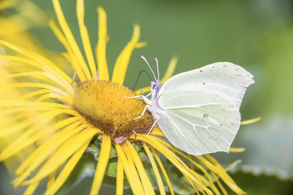 le migliori piante perenni a fioritura