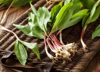 Wild Onion vs Wild Garlic