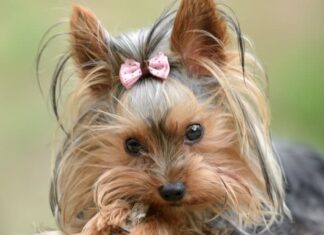 Yorkshire Terrier
