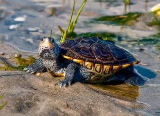 bog turtle