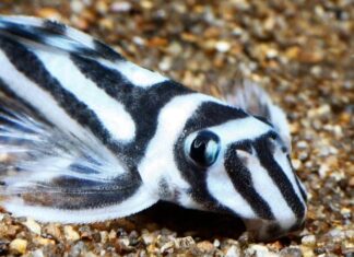 Zebra Pleco
