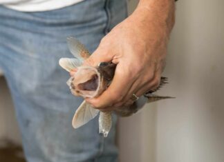 Scopri il Sauger più grande mai catturato nel fiume Mississippi
