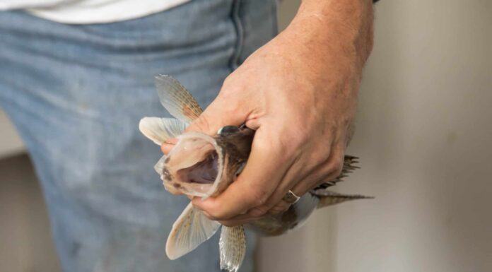 Scopri il Sauger più grande mai catturato nel fiume Mississippi
