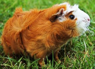 Cavia abissina
