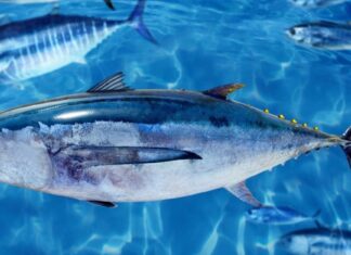 Albacore Tuna, Thunnus alalunga, between bluefin tuna school