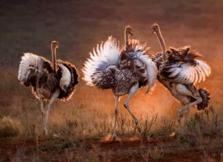 Cacca di struzzo: tutto ciò che avresti sempre voluto sapere
