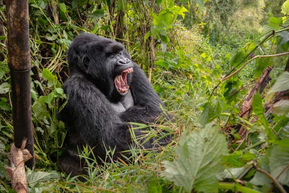 Gorilla di montagna (Gorilla beringei beringei) - sbadigli nella foresta