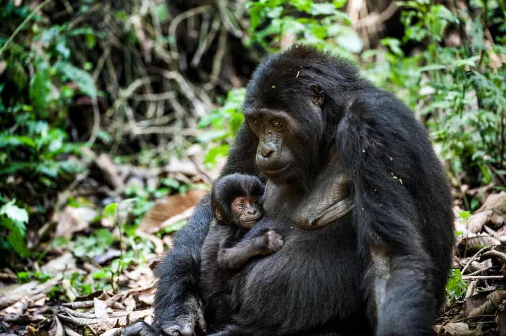 Gorilla di montagna (Gorilla beringei beringei) - gorilla di montagna con bambino nella foresta