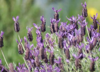 French Lavender vs English Lavender