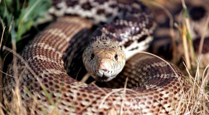 Attento nell'erba alta: scopri 7 serpenti della prateria
