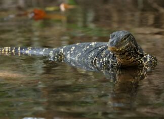 Monitor dell'acqua asiatico
