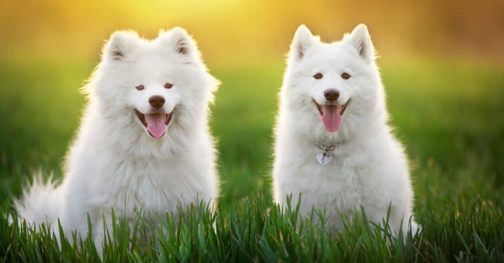 Razze di cani più costose: Samoiedo