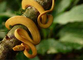 Young Western Rat snake