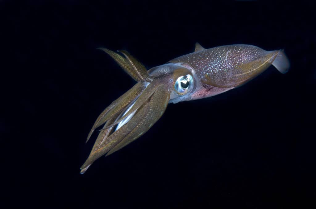 Bigfin Reef Squid in un'immersione notturna