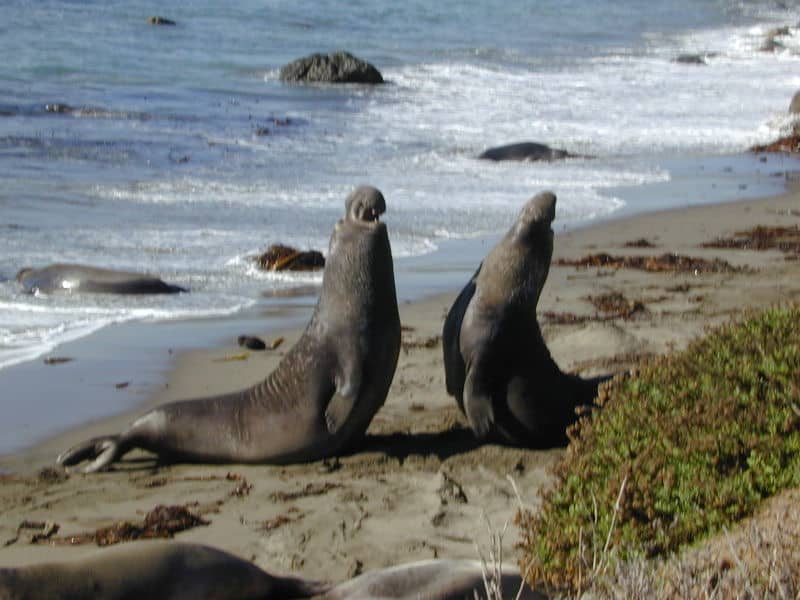 Due elefanti marini a Point Piedras Blancas, California