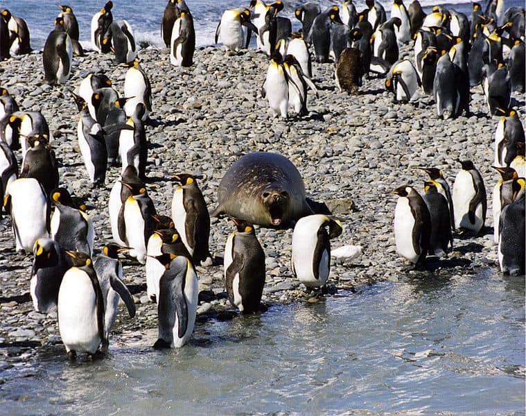 Una colonia di pinguini reali