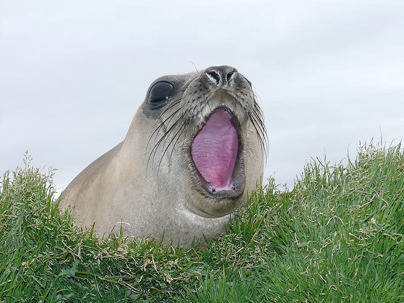 Femmina foca elefante (Mirounga leonina), sull'isola di Kerguelen