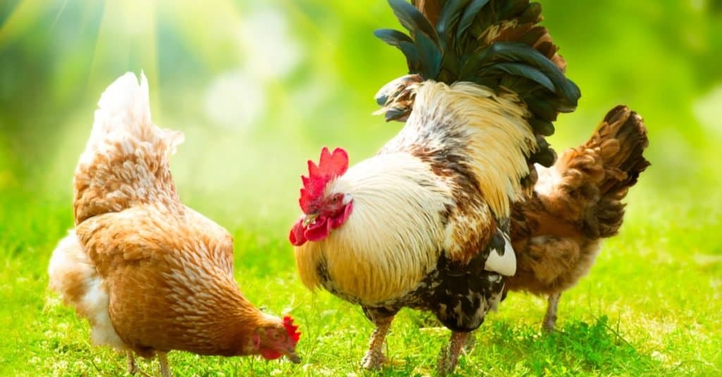 Animali preferiti e più popolari: pollo
