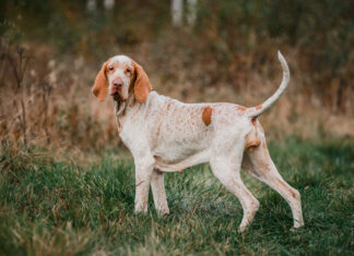 Bracco Italiano
