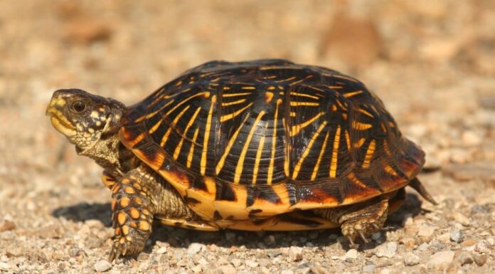 10 incredibili fatti sulle tartarughe a scatola
