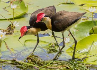 Jacana crestato a pettine
