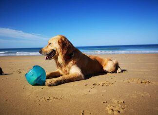 Cane da riporto di conforto
