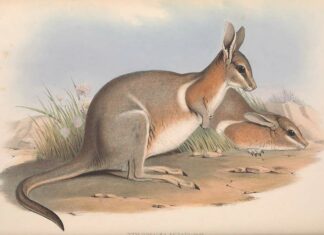 Crescent Nail-tail Wallaby