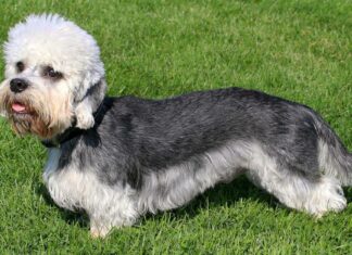 Dandie Dinmont Terrier
