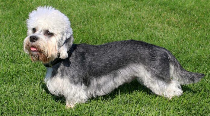 Dandie Dinmont Terrier
