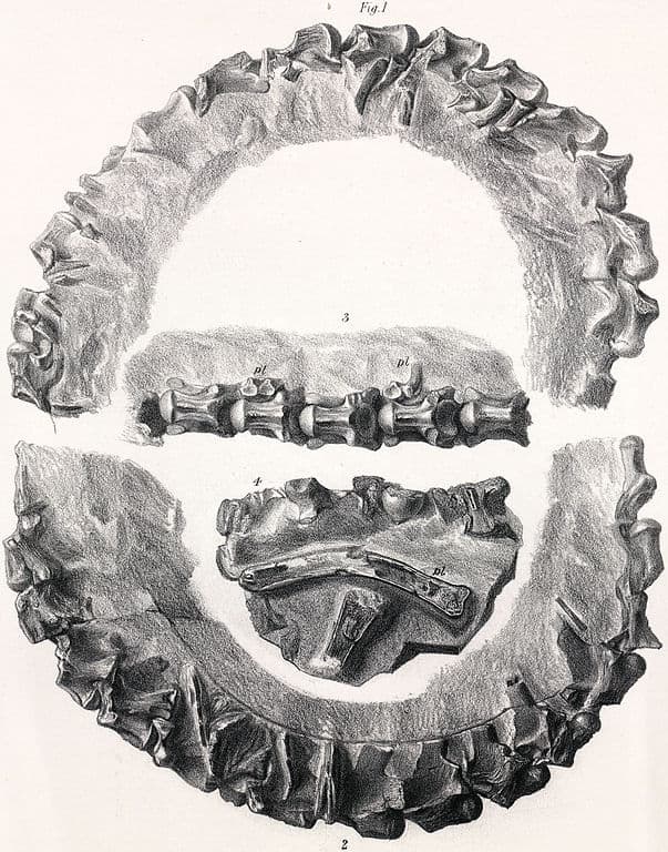 Fossili di Palaeophis toliapicus