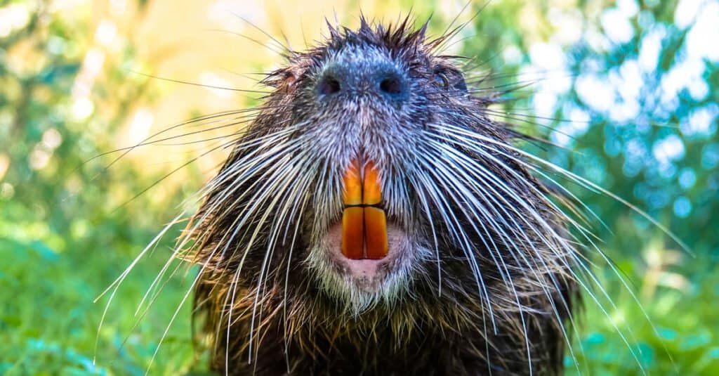 Beaver Teeth - I denti arancioni di un castoro