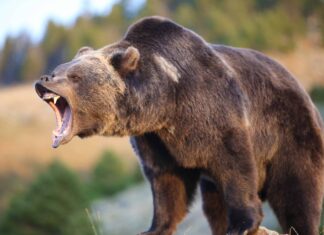 5 enormi orsi più grandi di un grizzly
