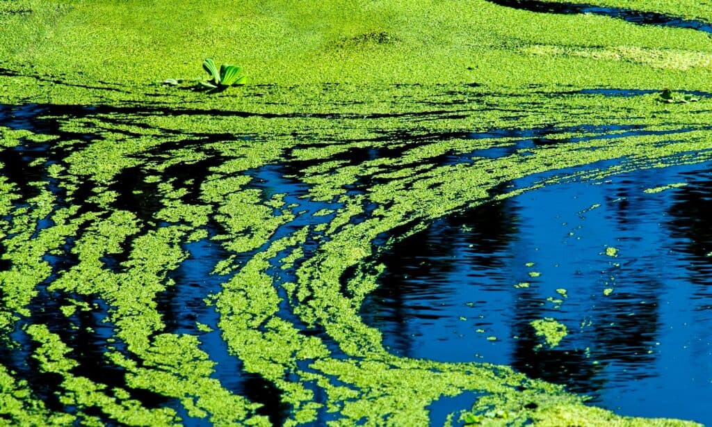 alghe verde brillante che ricoprono la superficie di uno stagno