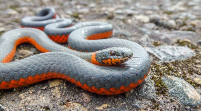 Scopri 8 serpenti di montagna degli Appalachi
