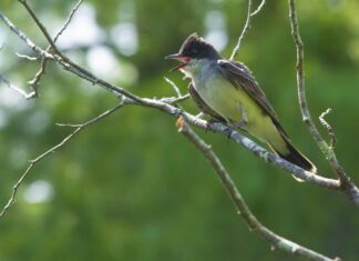 Kingbird orientale
