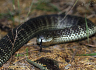 Serpente tigre orientale
