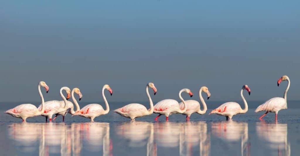 Gruppo di uccelli di fenicotteri rosa africani che camminano intorno alla laguna blu in una giornata di sole, Namibia