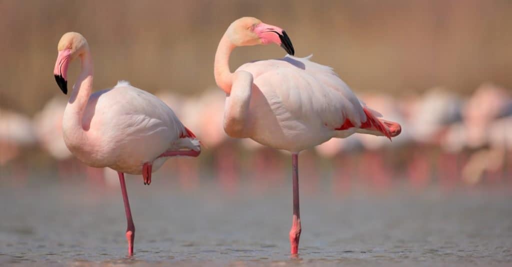 Gli animali più stupidi del mondo: Flamingo