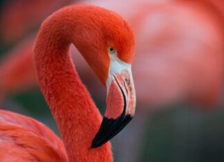 Flamingo Poop: tutto ciò che avresti sempre voluto sapere
