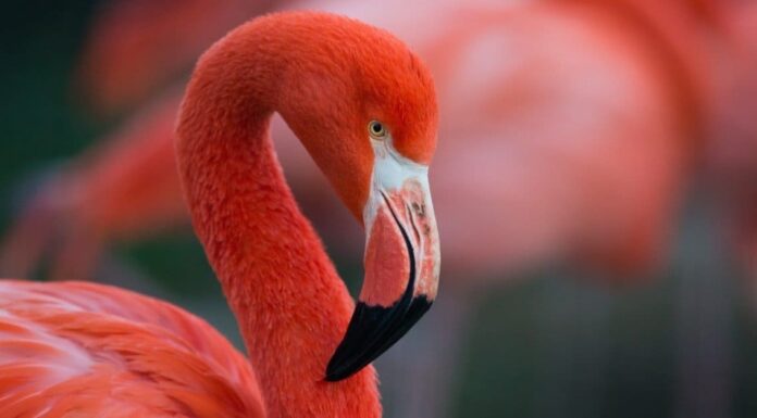 Flamingo Poop: tutto ciò che avresti sempre voluto sapere
