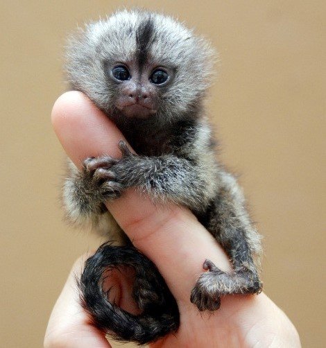 Animali più piccoli: scimmie