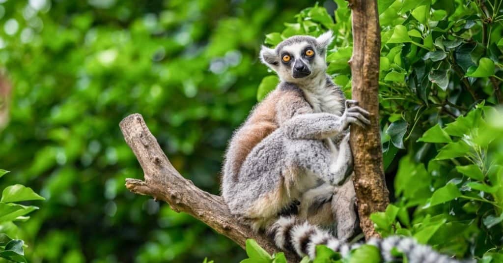 Animali domestici illegali da possedere negli Stati Uniti: i lemuri